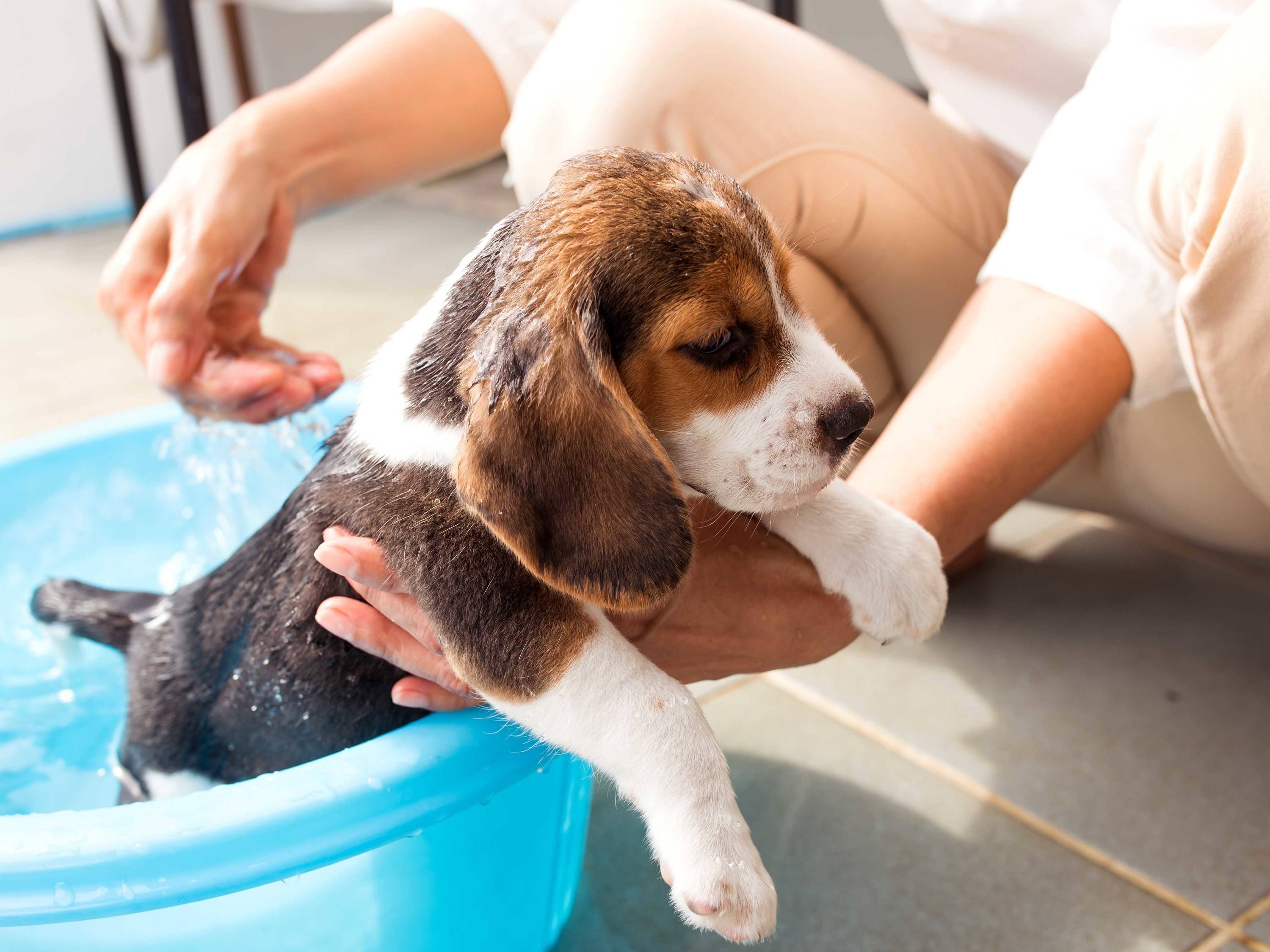 Можно ли мыть собаку мылом (хозяйственным, дегтярным, дустовым)