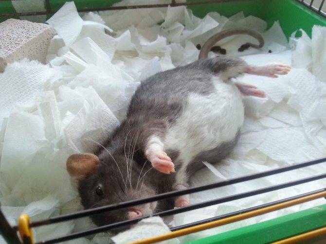 Детеныши мышей: как протекает беременность, сколько малышей в помете