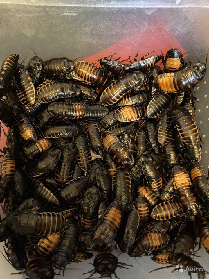 Мадагаскарские тараканы: фото, описание, содержание и разведение
