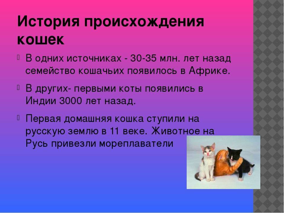 История одомашнивания кошки ⋆ онлайн-журнал для женщин