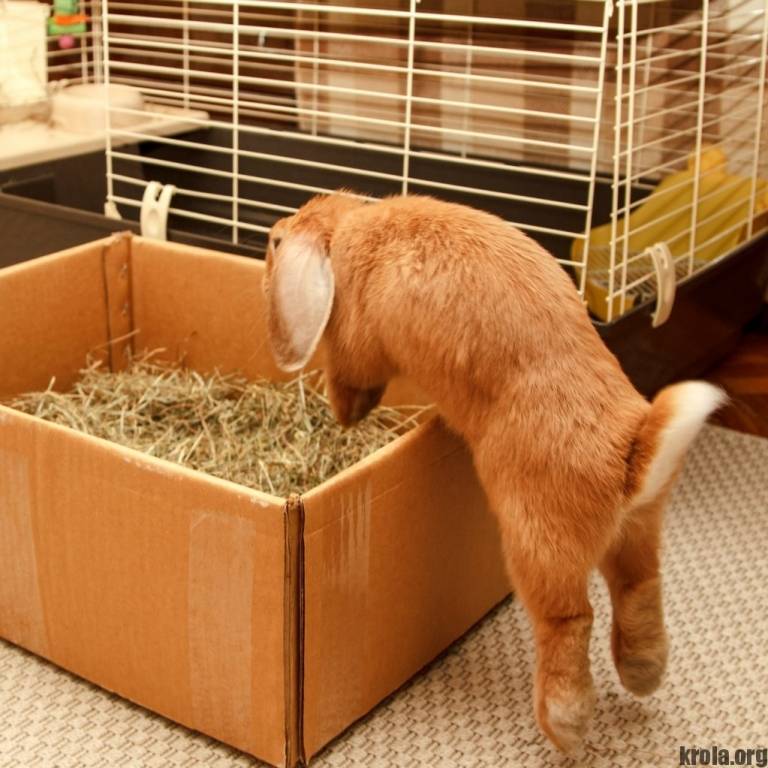 Содержание декоративных кроликов в домашних условиях для начинающих