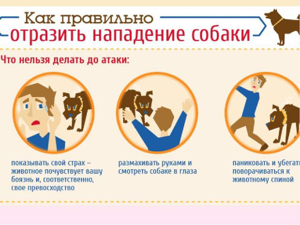 Эффективная защита от собак: что делать при нападении