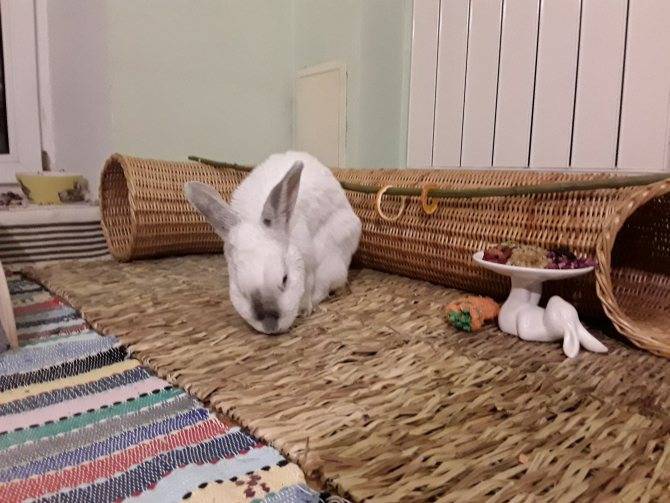 Как дрессировать кролика в домашних условиях
как дрессировать кролика в домашних условиях