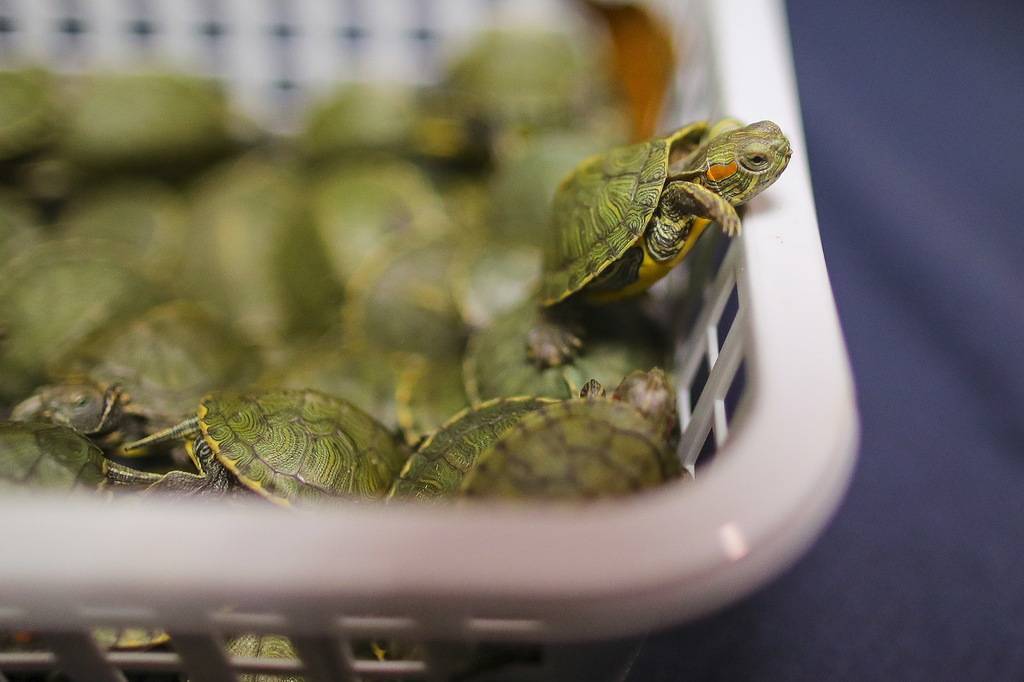 Как спят красноухие черепахи в аквариуме в домашних условиях и в дикой природе