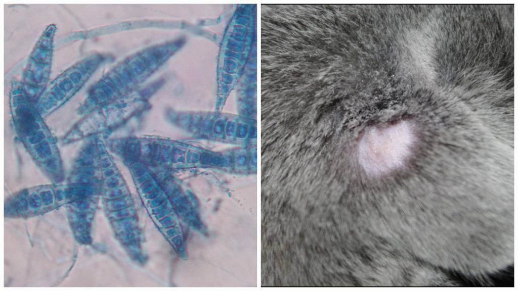 Микроспория у кошек: причины и лечение