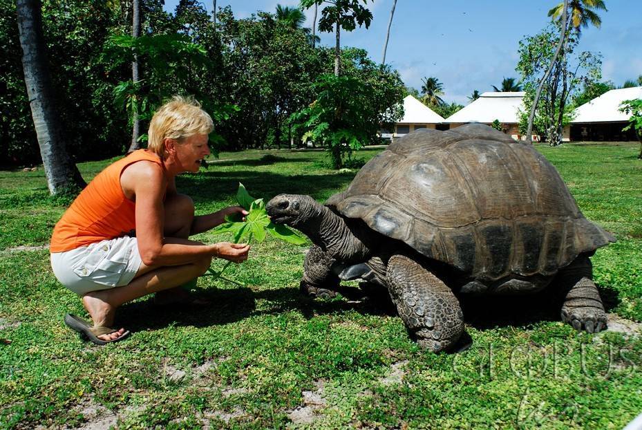 Черепахи живут 300. Гигантская черепаха Альдабра. Альдабрские черепахи. Альдабрские черепахи на Сейшелах.