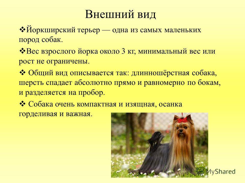 Такие разные шпицы: разновидности породы