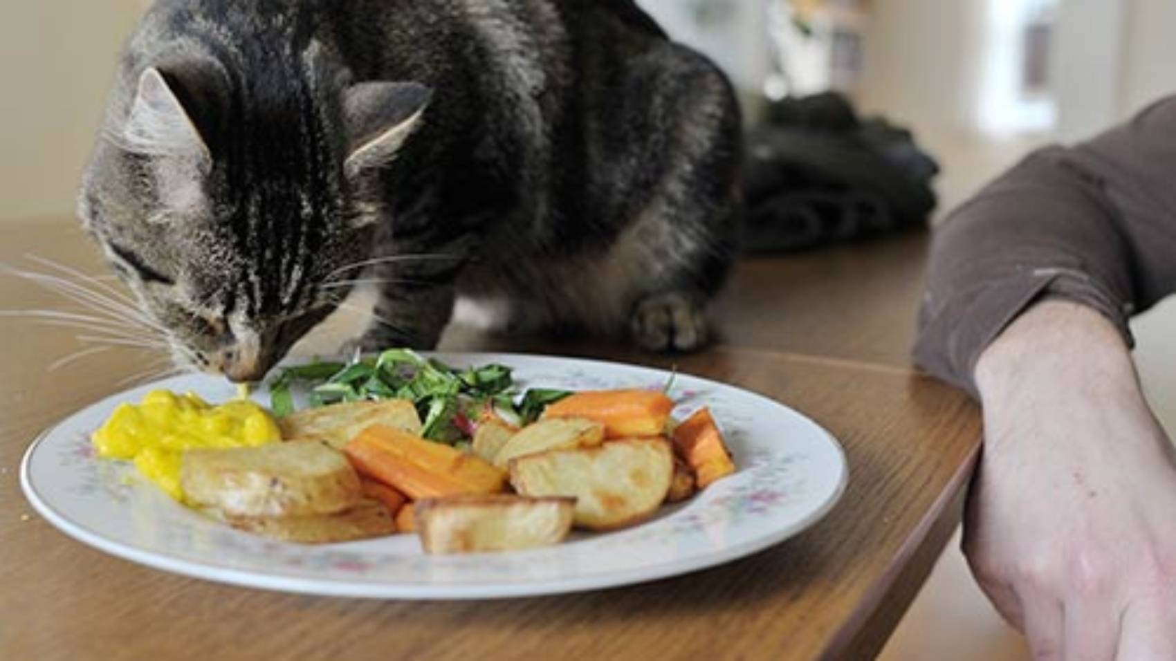 Чем кормить кошку - секреты правильного питания котов