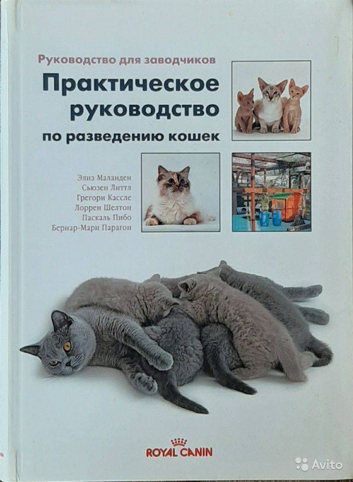ᐉ что нужно знать, чтобы стать заводчиком кошек? - ➡ motildazoo.ru