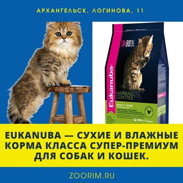 Корма супер премиум класса — всё самое лучшее для домашней кошки