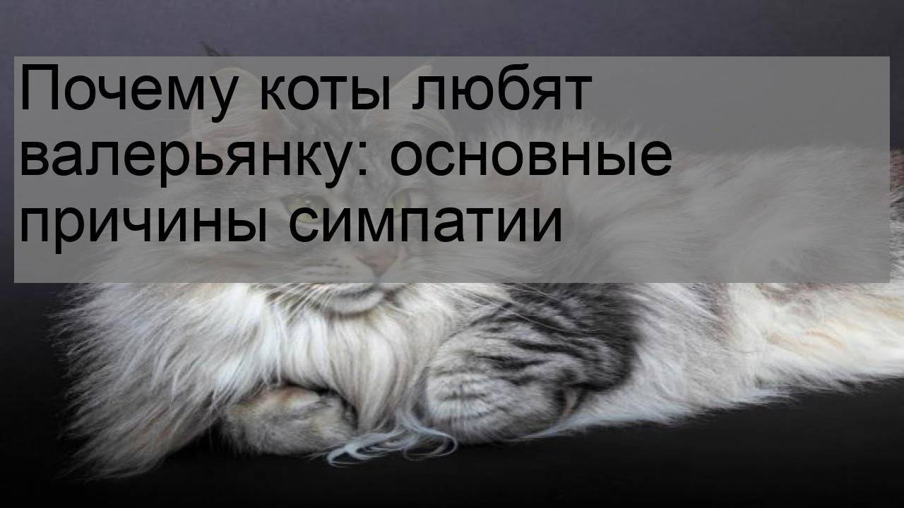 Почему кот любит валерьянку: полезна ли, можно ли давать, аналоги