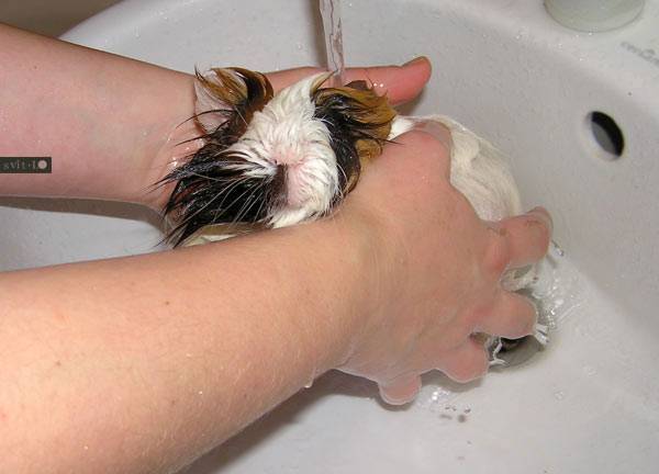 Как помыть морскую свинку: 15 шагов (с иллюстрациями)