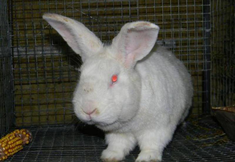 Кролик породы паннон: характеристика породы, особенности разновидностей, правила разведения