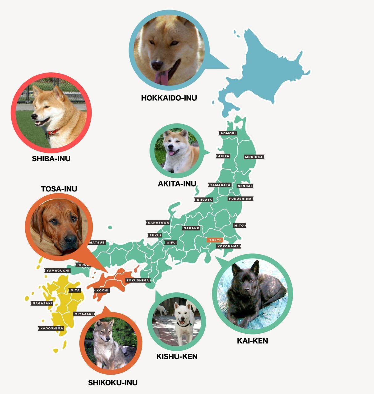 Японские клички для собак: мальчиков и девочек