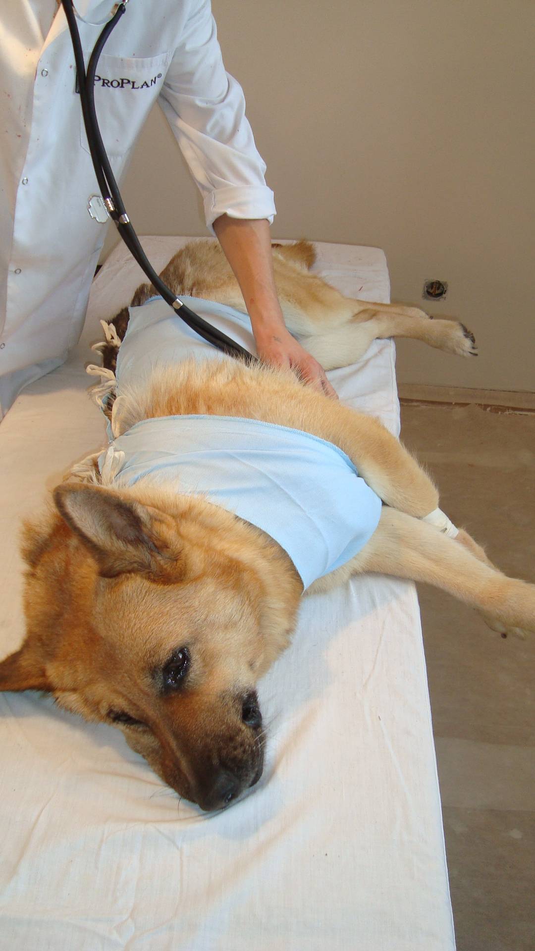 Стерилизация собак - преимущества и недостатки, подготовка к стерилизации и методы проведения, а также послеоперационный уход за собакой