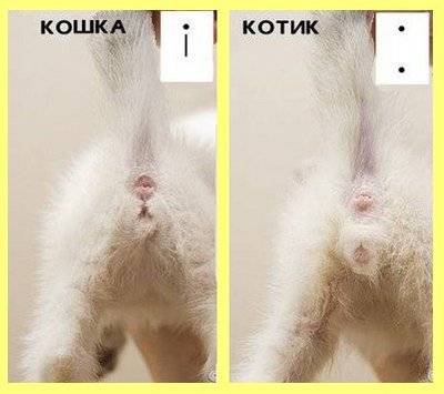 Как понять мальчик или девочка котенок 1 месяц фото