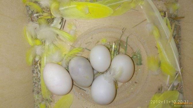 Как волнистики несут яйца?