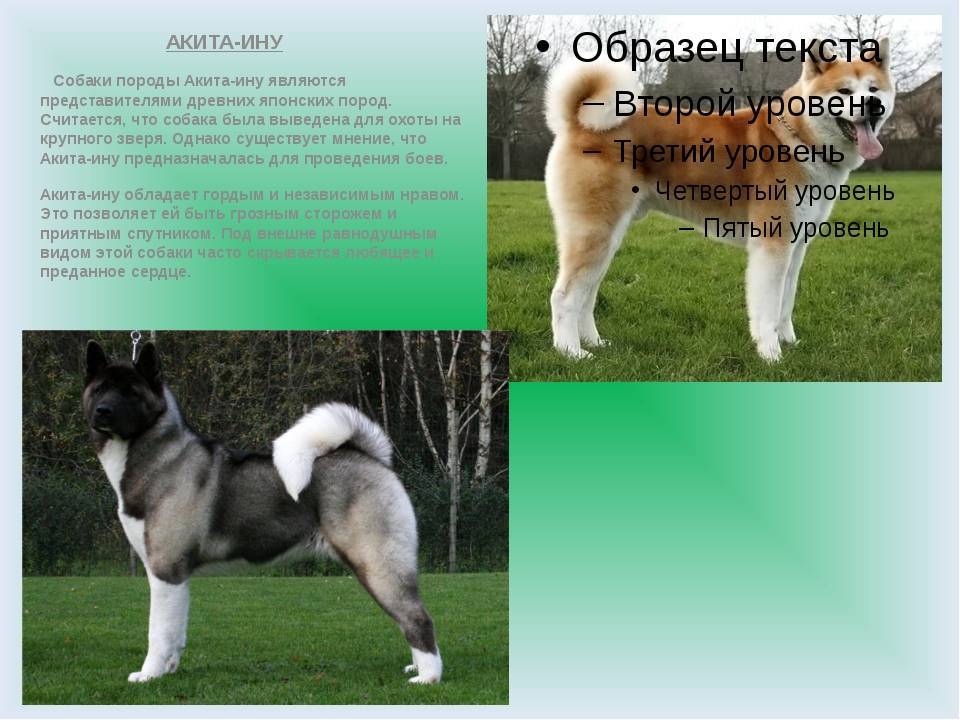 Кисю: описание и стандарт японской собаки, характер, условия содержания, история, фото