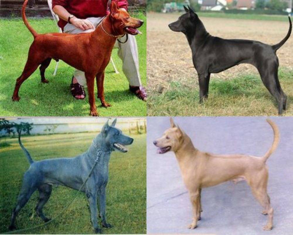 Средние породы собак. описания, особенности, названия и виды средних пород собак | животный мир