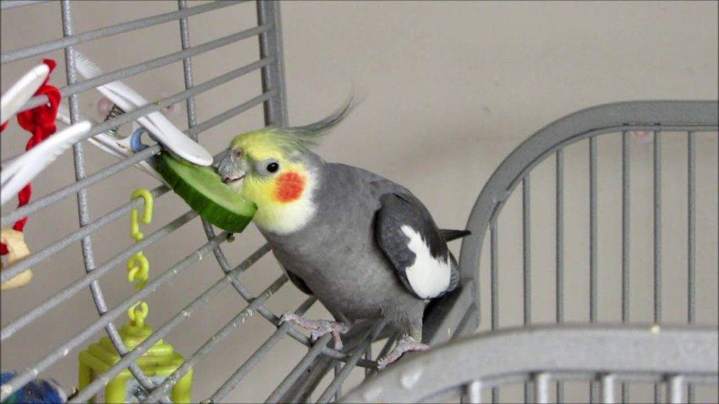 Какие фрукты и овощи можно волнистым попугаям