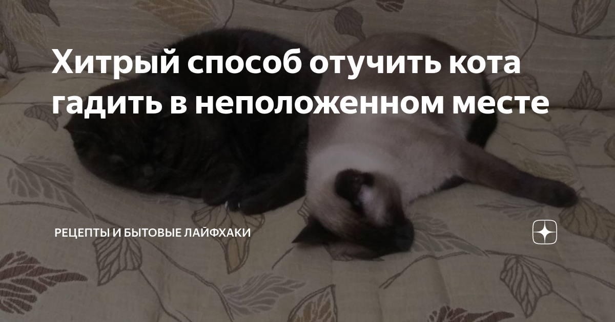 Как отучить котенка гадить в неположенном месте? как сохранить дом в чистоте, если вы завели котенка :: syl.ru