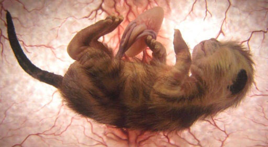 Прерывание беременности у кошек: можно ли это делать, последствия, опасности