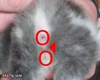 Как определить пол котенка 1 месяц фото пошагово