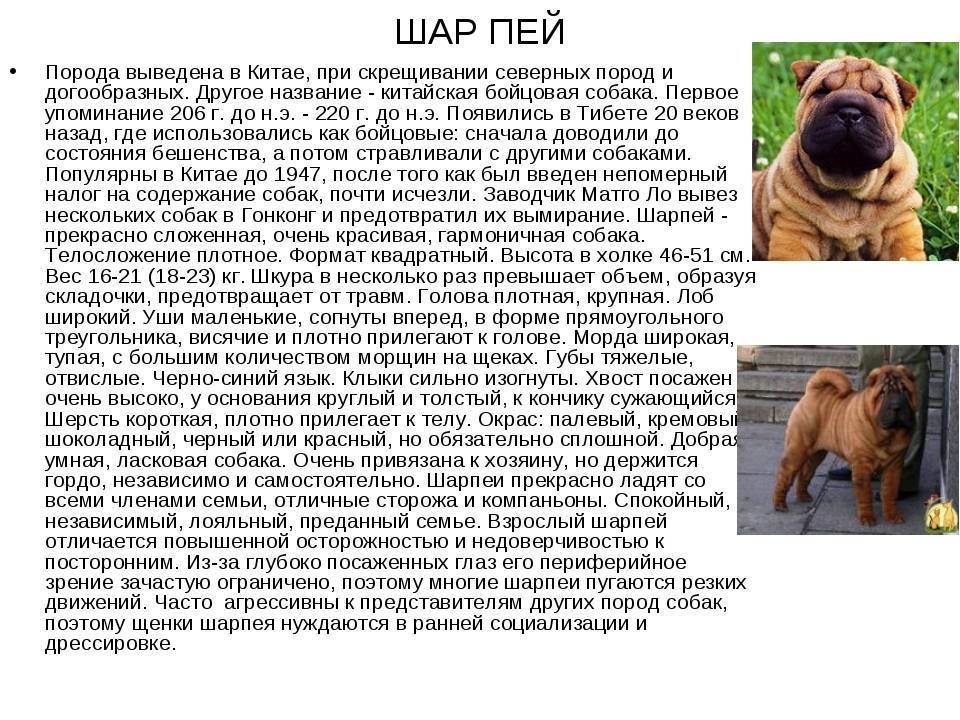 Порода собак шарпей: описание, виды, особенности ухода и содержания