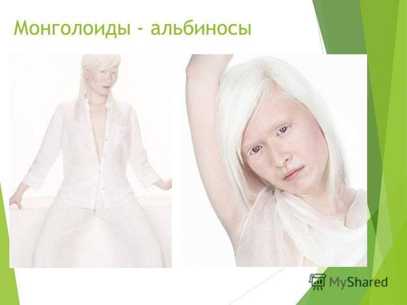 Белые доберманы: индивидуальные особенности и характер. доберман-альбинос :: syl.ru