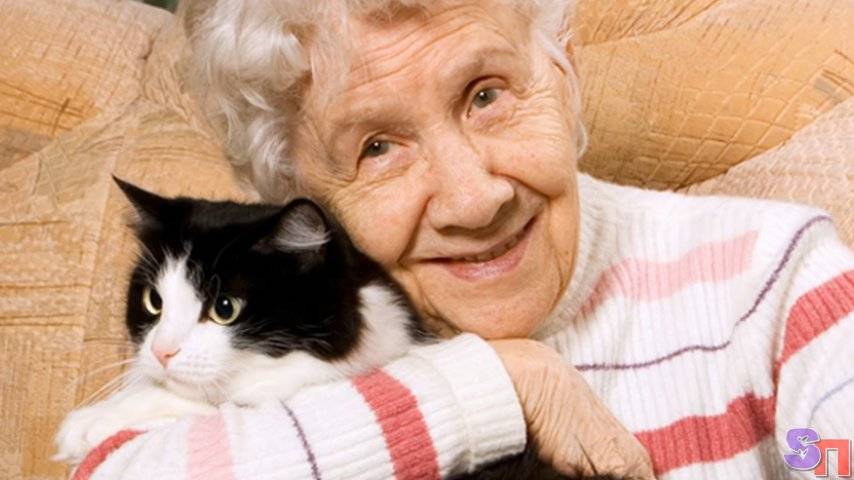 Как ухаживать за старой кошкой: полезные советы владельцам с опытом и новичкам | ваши питомцы