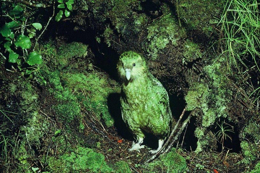 Попугай жако: описание, где обитают, сколько живут, чем питаются