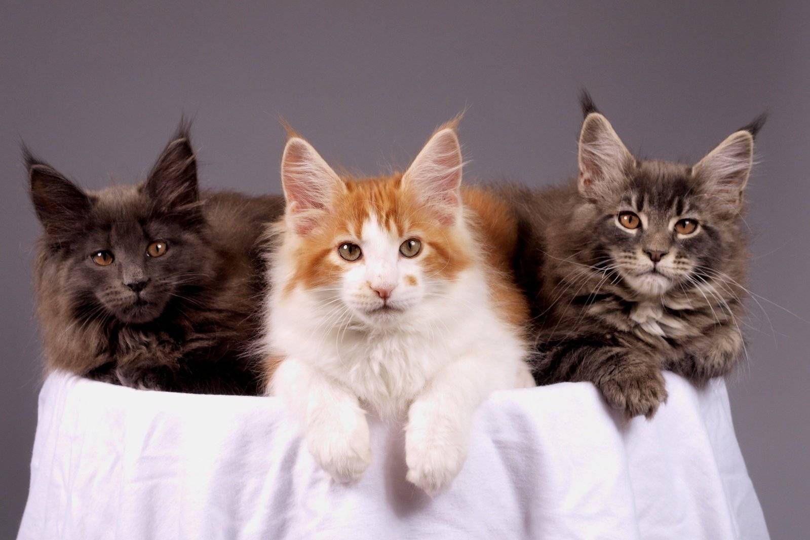 Порода кошек мейн-кун: все о мейн кунах и их содержании!