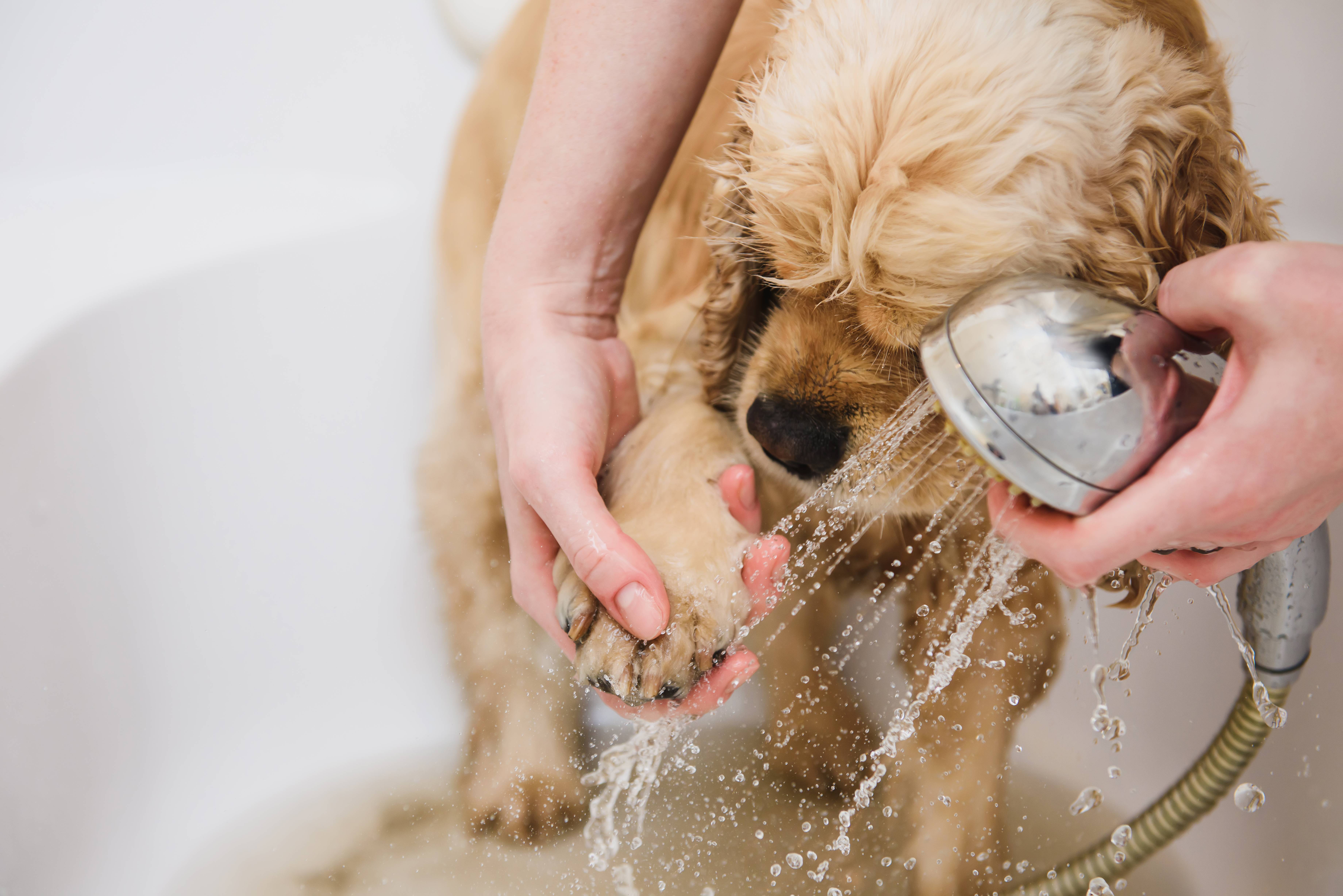Кошечки собачки мыло. Мытье собаки. Для мытья лап собакам. Собаке моют лапы. Собаку моют.
