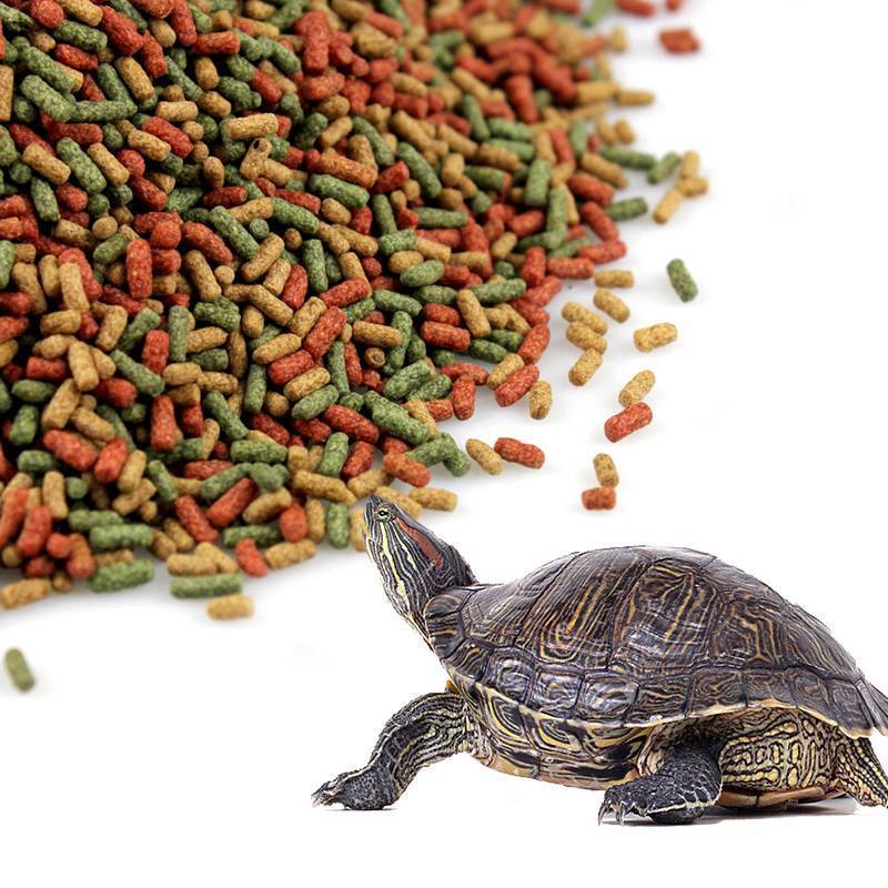 Чем кормить черепах: советы для тех кто завел черепашку. 75 фото и описание примерного рациона питания
