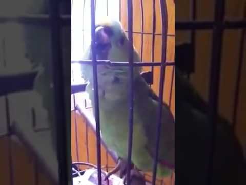 Секреты быстрого приручения волнистого попугая к рукам
