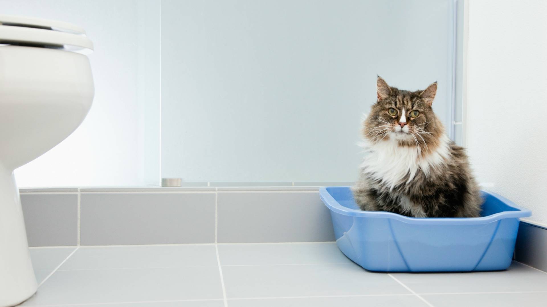 Лоток для кошки: как выбрать, какой лучше? закрытый лоток для кошек, биотуалет