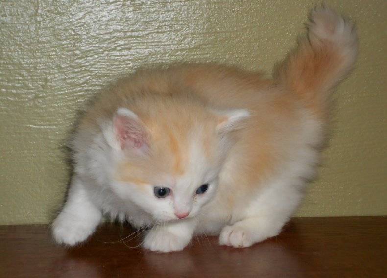 Порода кошек белые с рыжими ушами. Порода кошек белая с рыжими ушами. Белый кот с рыжими ушами и хвостом. Рагамаффин белый. Белый кот с рыжей мордой и хвостом что.