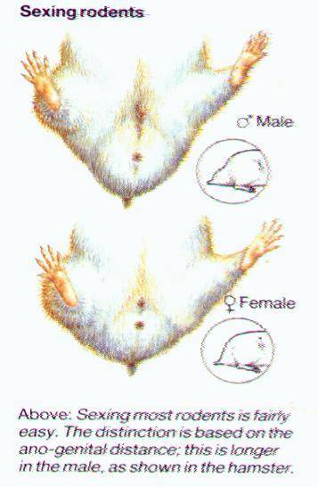 Как определить пол хомяка – чем отличаются самцы и самки джунгарского и сирийского хомяка