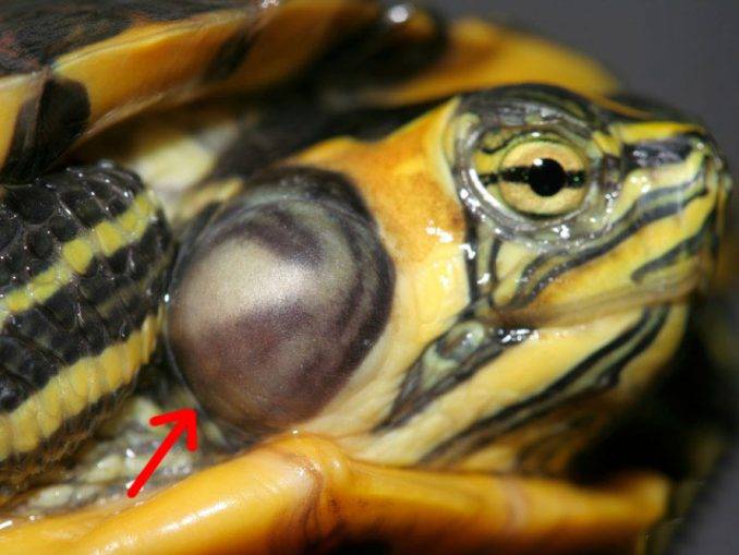 Среднеазиатская черепаха не открывает глаза. болезни глаз красноухих черепах. что делать, если закрыты глаза
