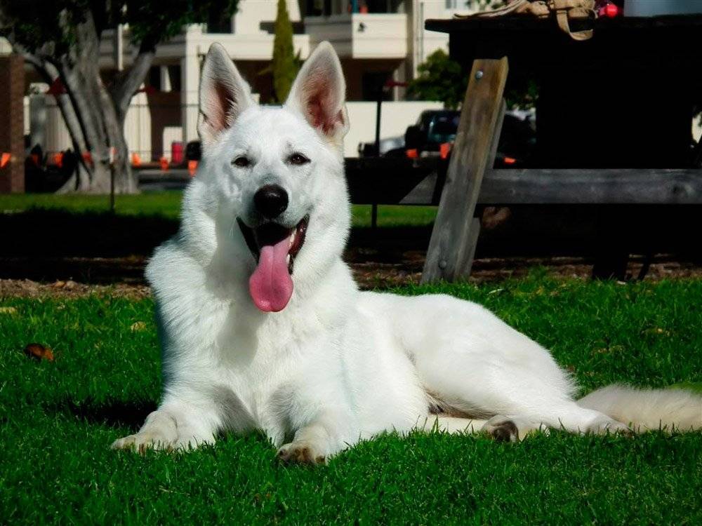 Белая швейцарская овчарка — тонкости содержания и особенности характера собаки узнайте в статье с фото новинками!