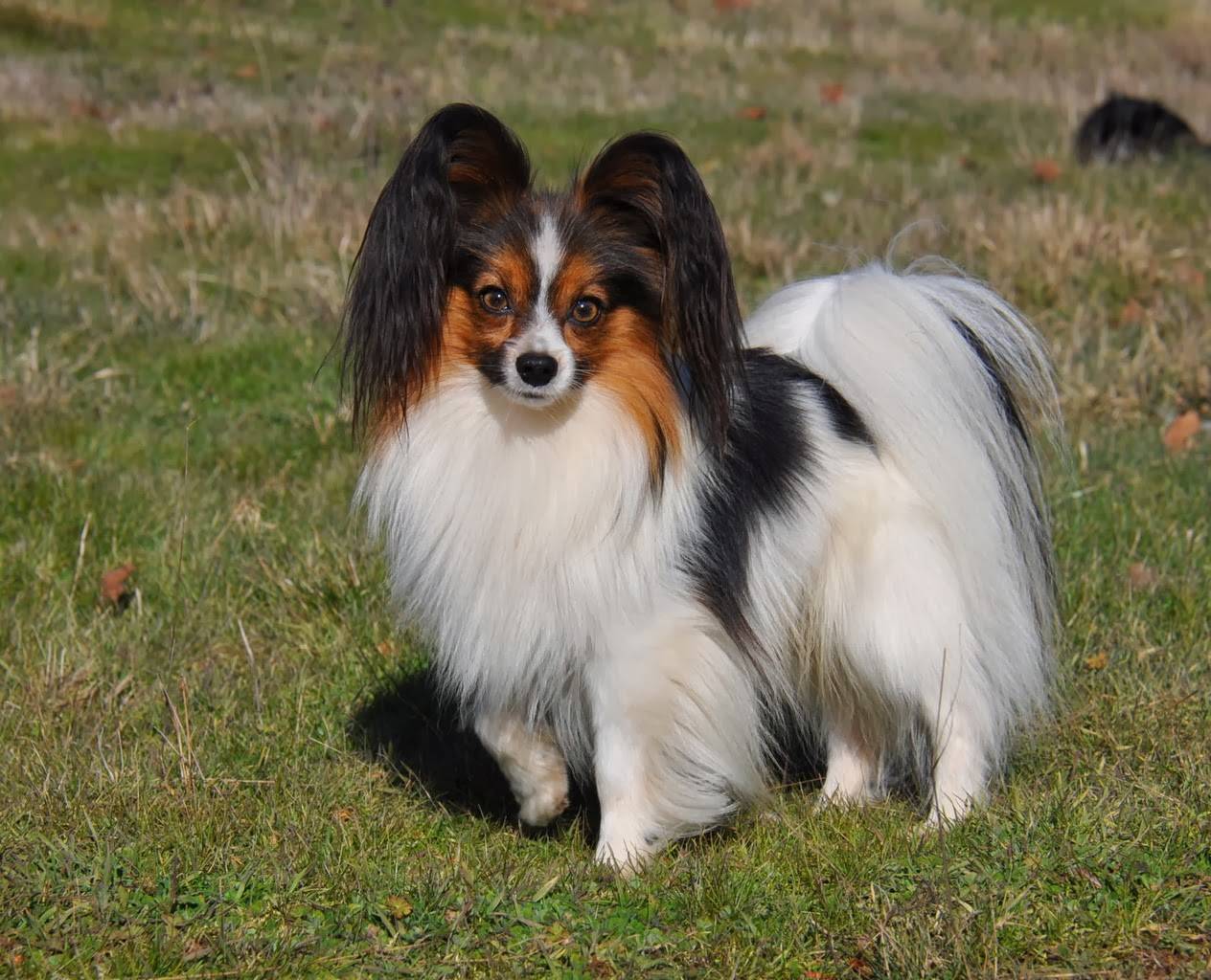 Порода собак папильон (континентальный той-спаниель) и ее характеристики с фото