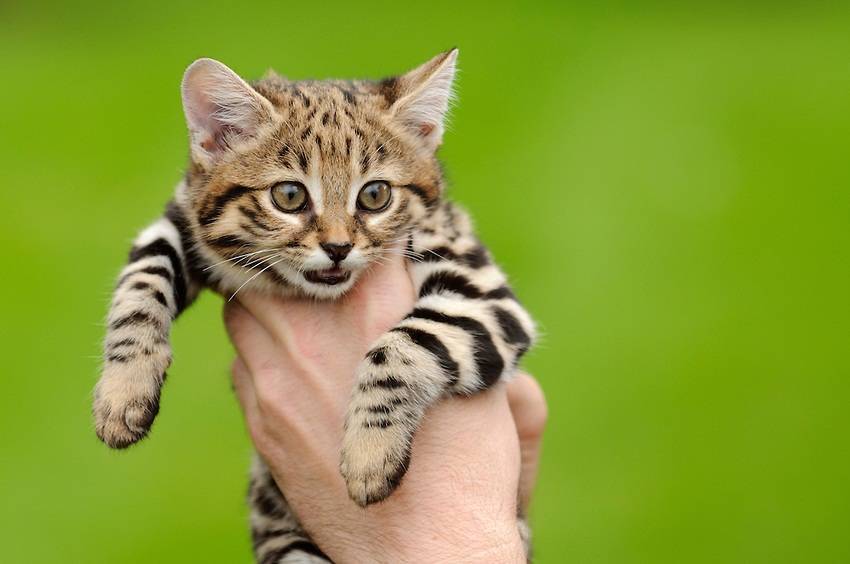 Самый маленький кот в мире: мелкие дикие и домашние кошки, фото и описание