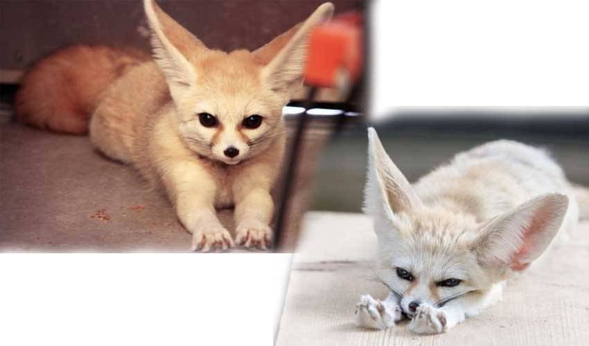 Сколько живут лисы? | полезная информация для всех