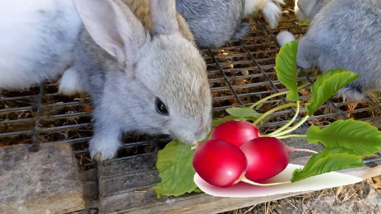 Разрешенные и запрещенные виды кормов для кроликов