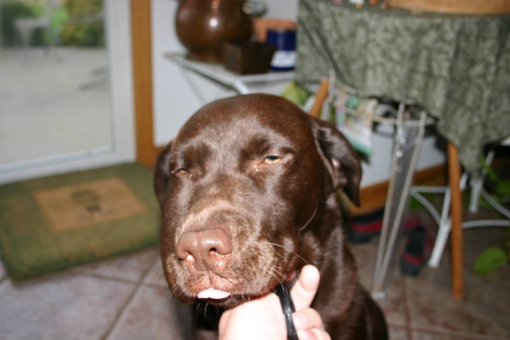 Опухоли пальцев на лапах у собак - ветеринар-дерматолог