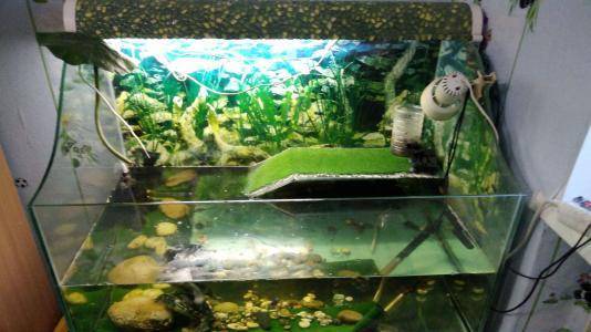 Вода в аквариуме для красноухих черепах: правильная температура и чистота
