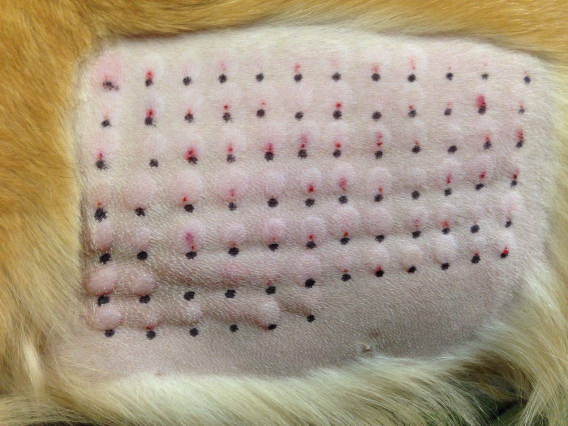 Дрожжевой дерматит у собак и кошек | ветпрактика