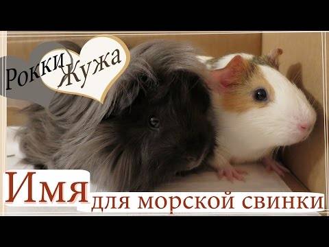 ᐉ как назвать свинью: клички поросят - zoomanji.ru
