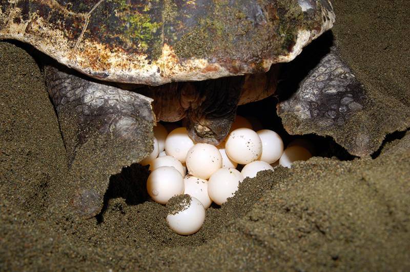 Нарушение откладки яиц у черепах