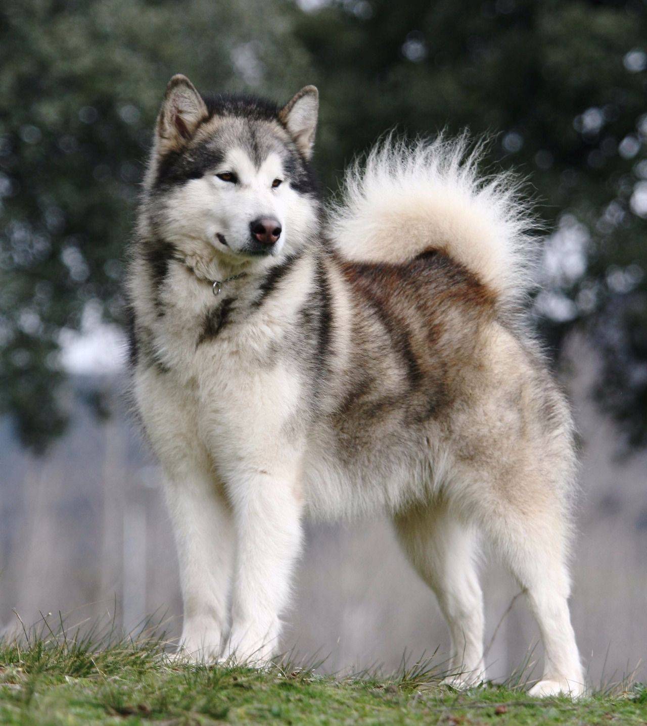Аляскинский маламут: порода и характер домашнего волка